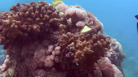 NO SOUND - Coral reef and fishes