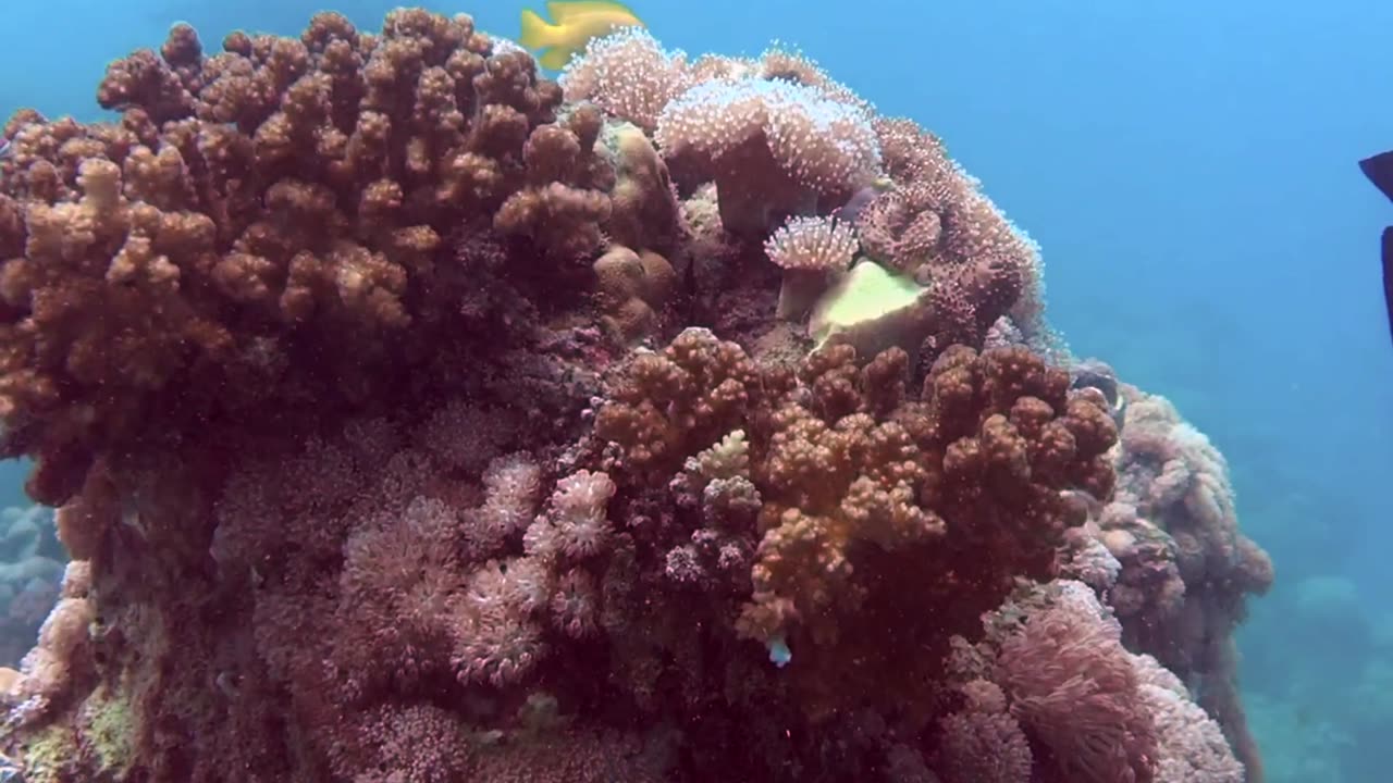 NO SOUND - Coral reef and fishes