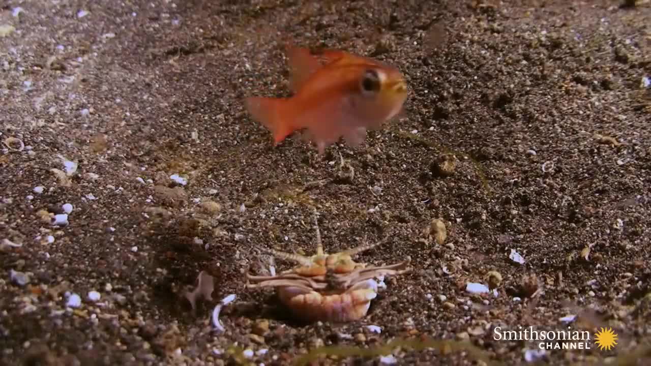 This Terrifying Worm Snatches Fish from the Ocean Floor