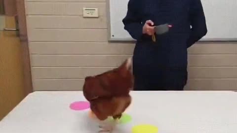 Funny experiments with chicken