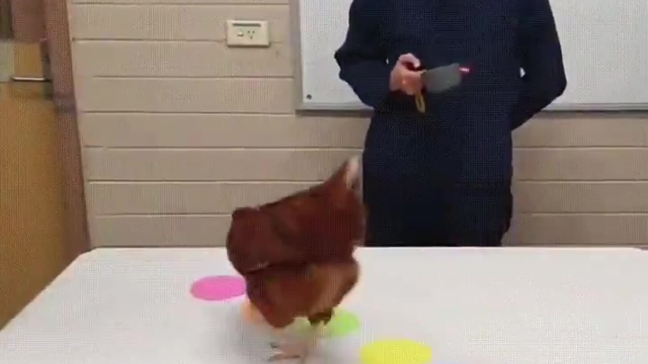 Funny experiments with chicken