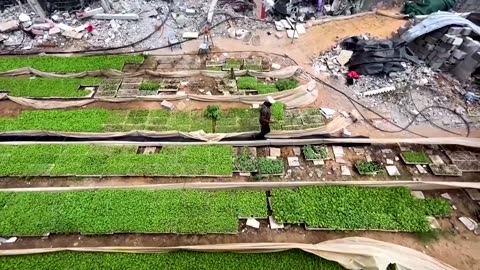 Gaza farmer aims to revive agriculture in food scarce enclave