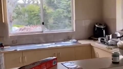 Crazy Cats Doing the Funniest Things!