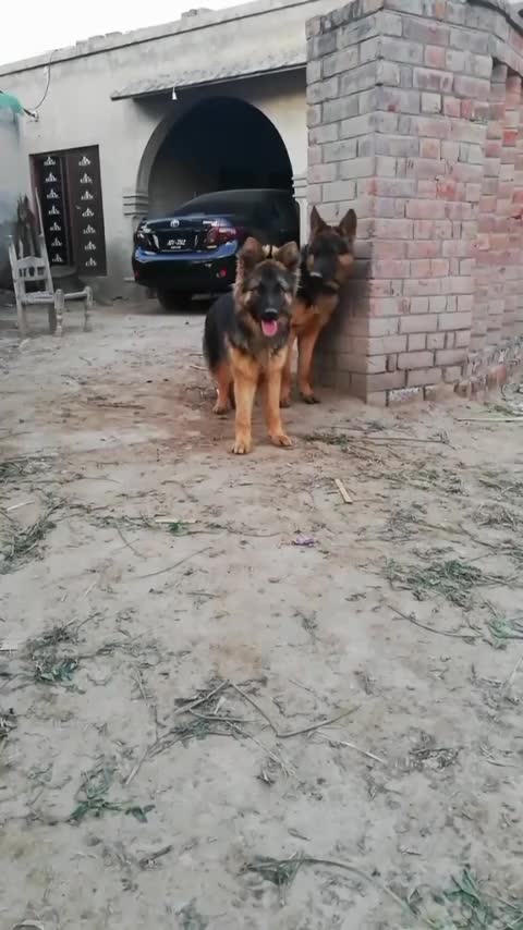 Check The Quality Of Beast ,,,Hope U Will like Them🥰