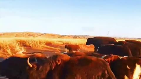 This is the real grassland herders