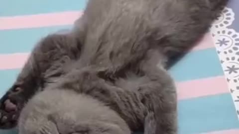 Good Night bro & sis, cute kitten, cute cat, funny animal video