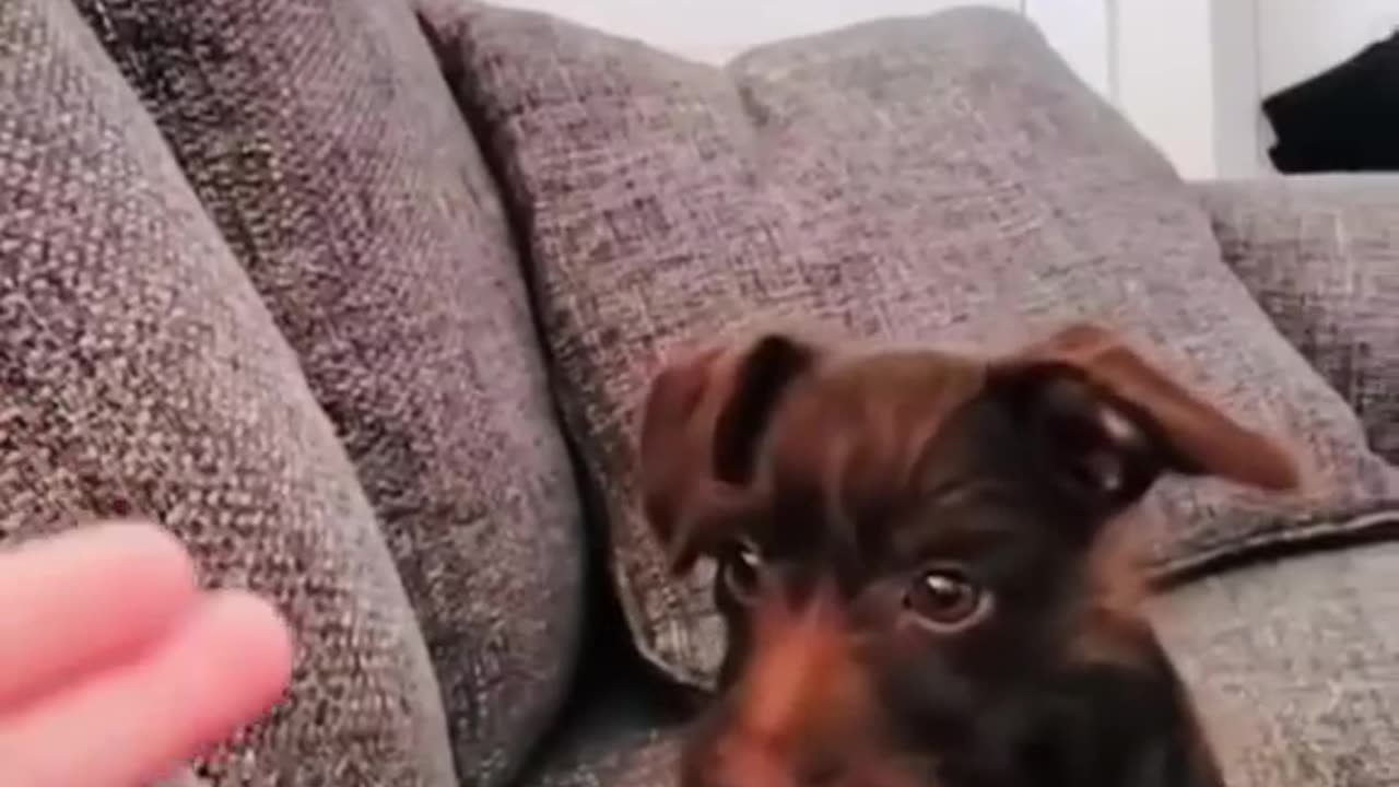 Funny cats, funny animals part 5