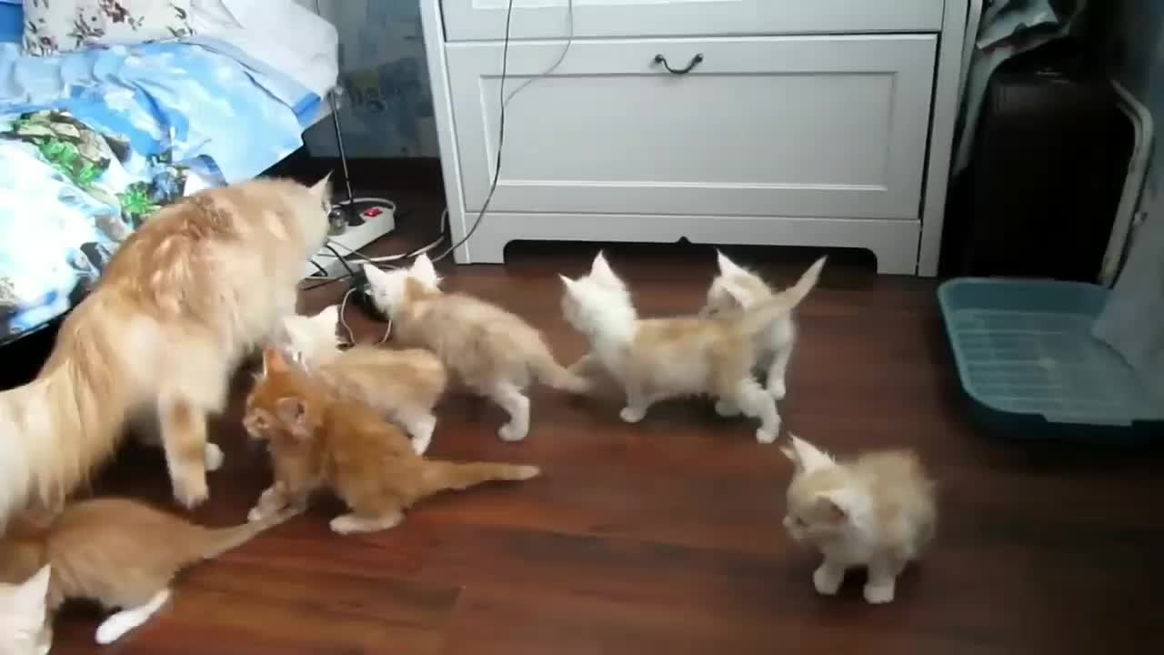 Animals are also doing fun!!! life and feel to find Adventure,,,! 🐕🐈🐈🐭🐶😃💕💕 funny dog and cat..