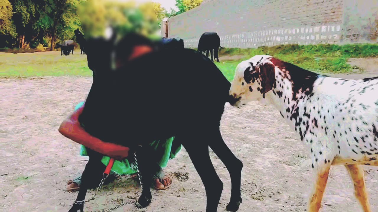 Crossing the goat by the child amazing video