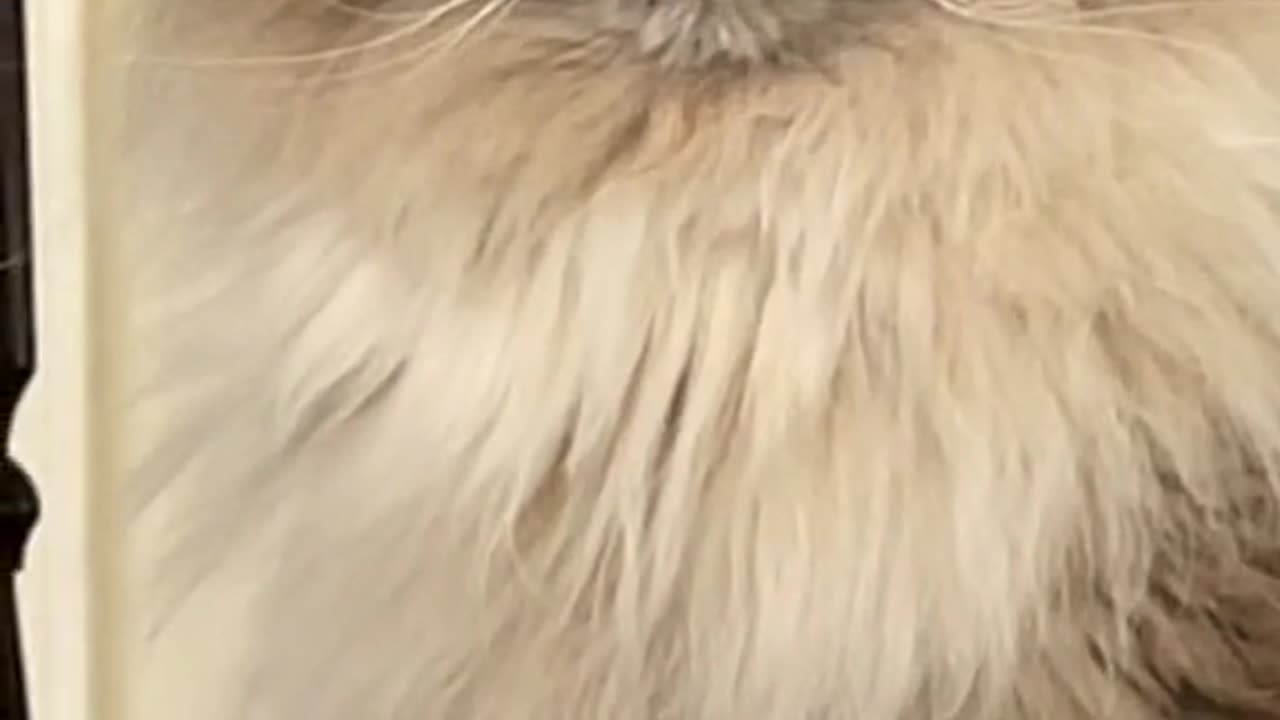 Engry Cat Funny video