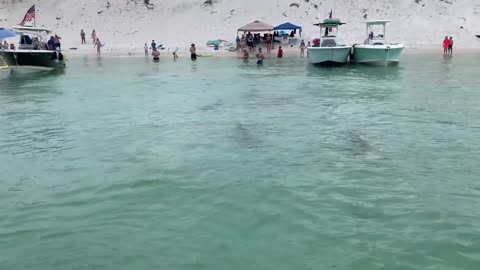 Hammerhead Sharks Swim in Circles in Pensacola in Florida