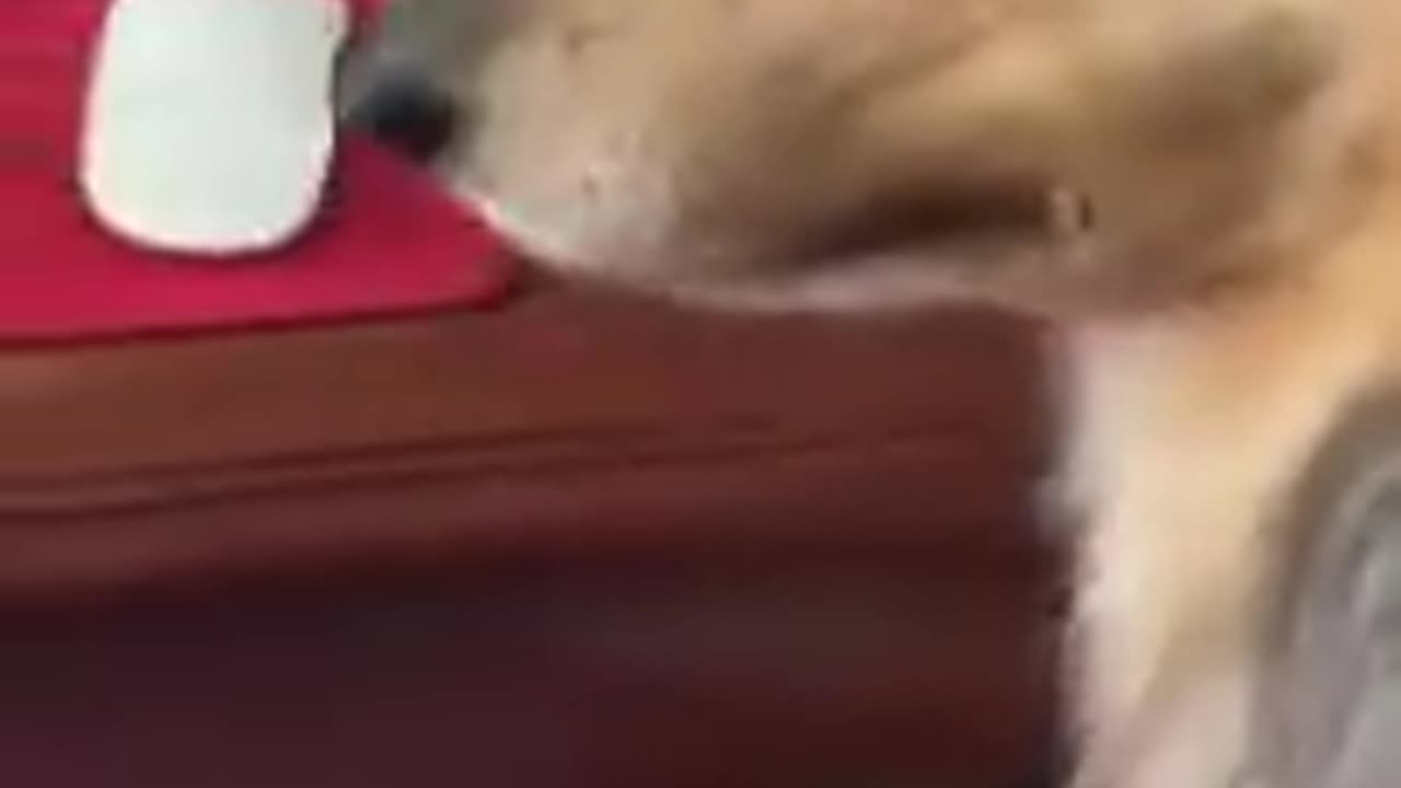 Happy Wants Her Bottom Scratched
