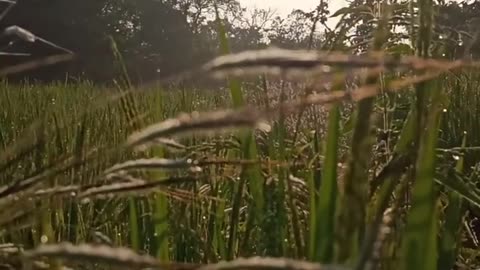 "Enchanting Wonders of Nature - A Short Nature Video"