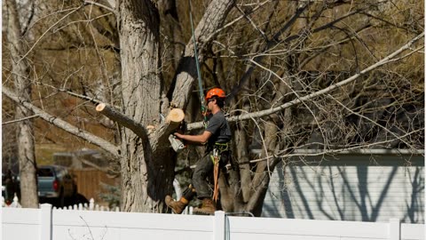 Peterson Tree Cutting Services in Provo, UT