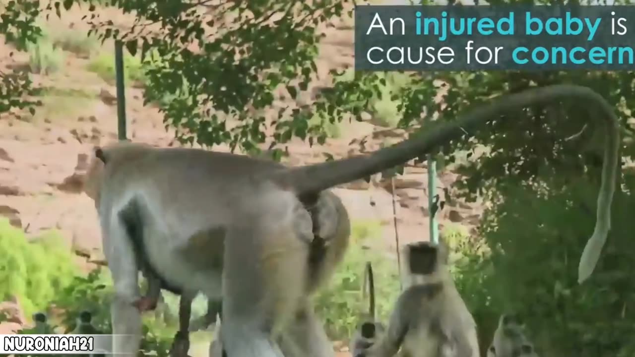 Monkey Troop Mourns the Death of Baby Together