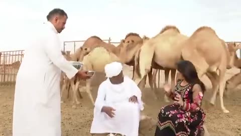 Camel funny video