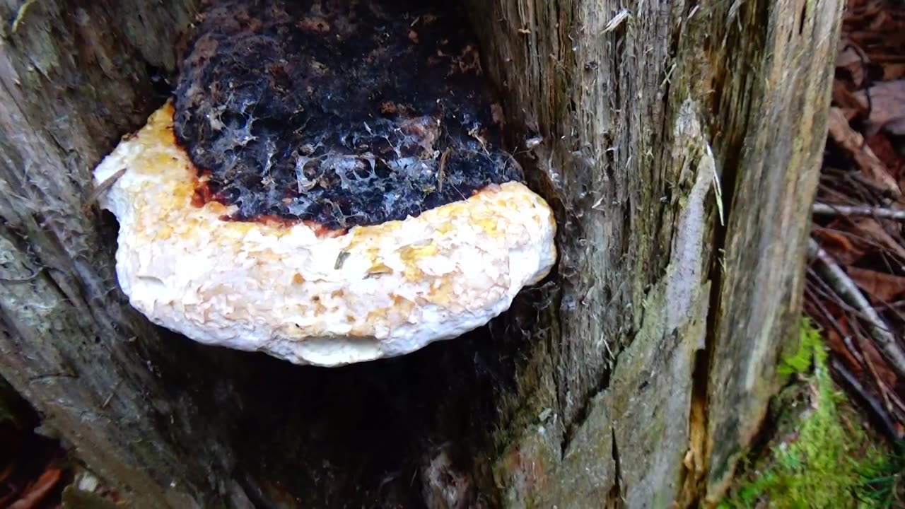 Mushroom