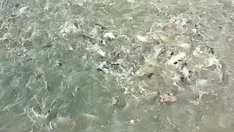 Pangas fish 🐟🐠