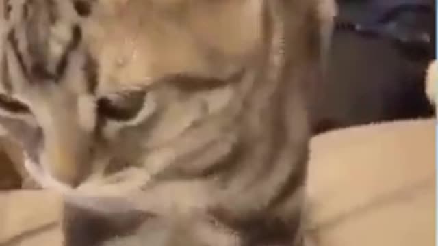 🤣Funny 🐶Dogs And 😻Cats