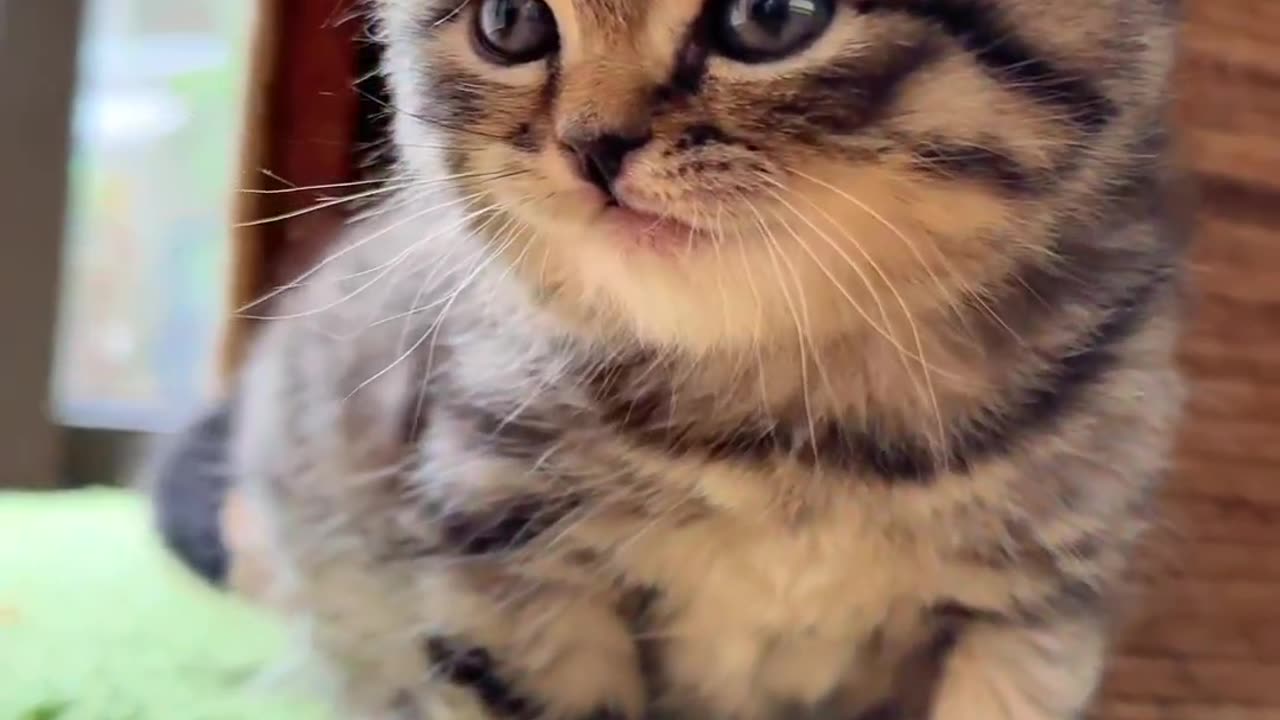 People who love cats have some of the biggest hearts around.” — Susan Easterly