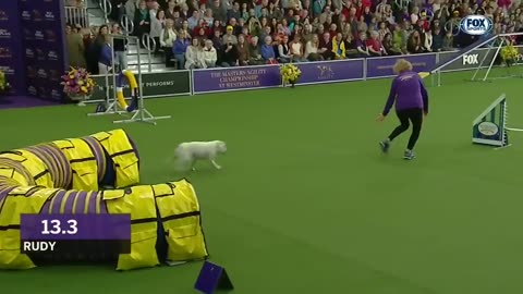 Watch Rudy the Bulldog crush the 2019 WKC Masters Agility course | FOX SPORTS