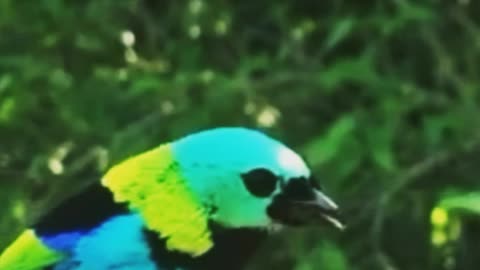 Colorful birds