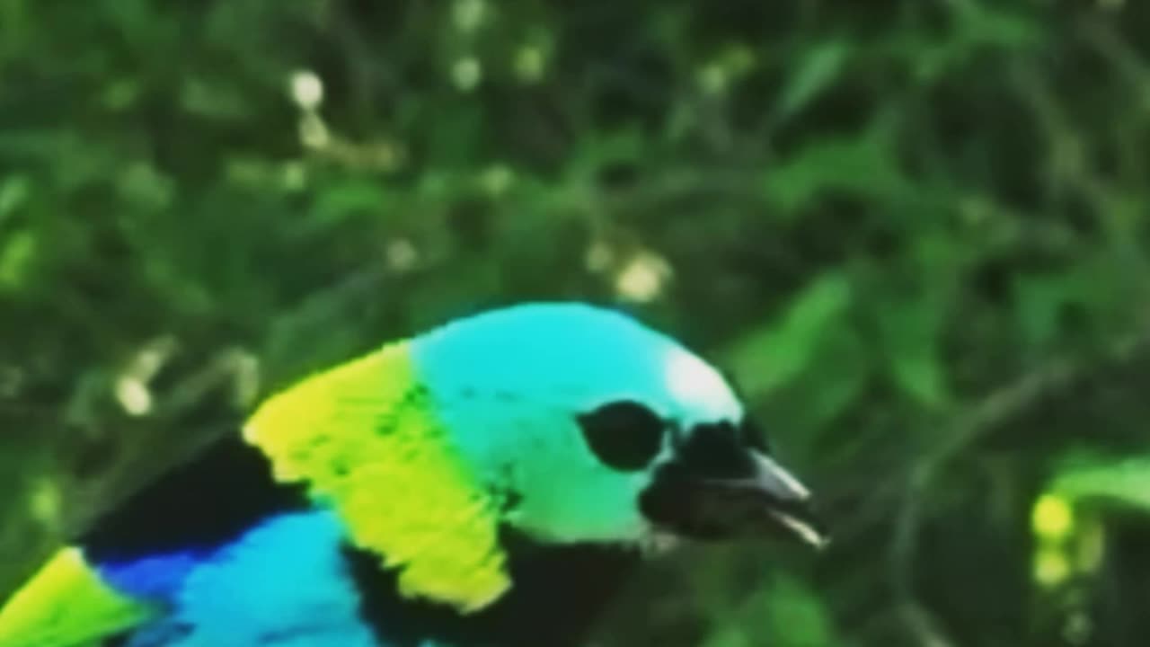 Colorful birds