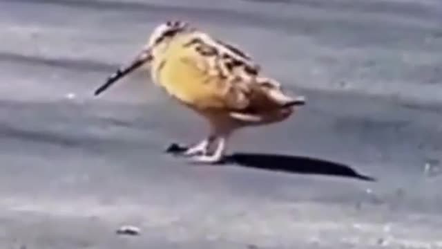 Small animals that can dance