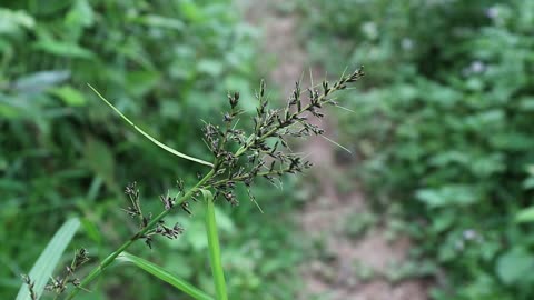 plants in the forest ASMR