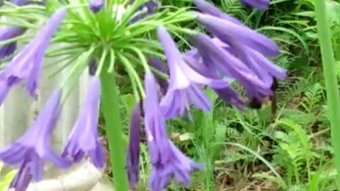 Carpenter Bee pollinates Agapanthus