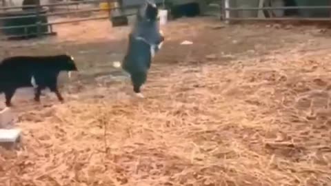 Funny animals 😄hub,funny animals club youtube, 🤣, funny animals dancing 💃😄, funny animals fighting 😄