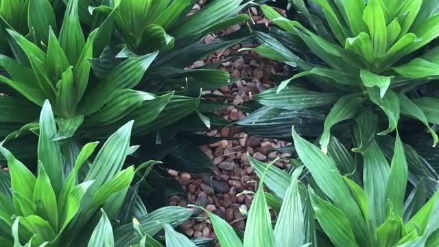 Dracaena Janet Craig, is a flowering plant