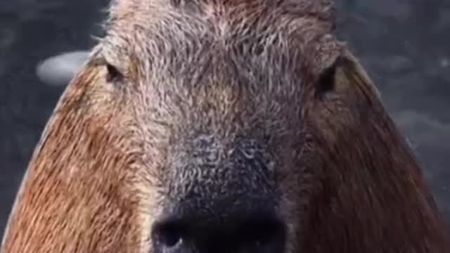 Capybara>>>>