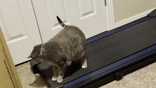 Surprising the Cat by Turning the Treadmill On