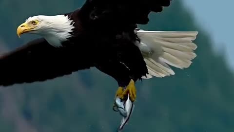 Animal world amazing 57