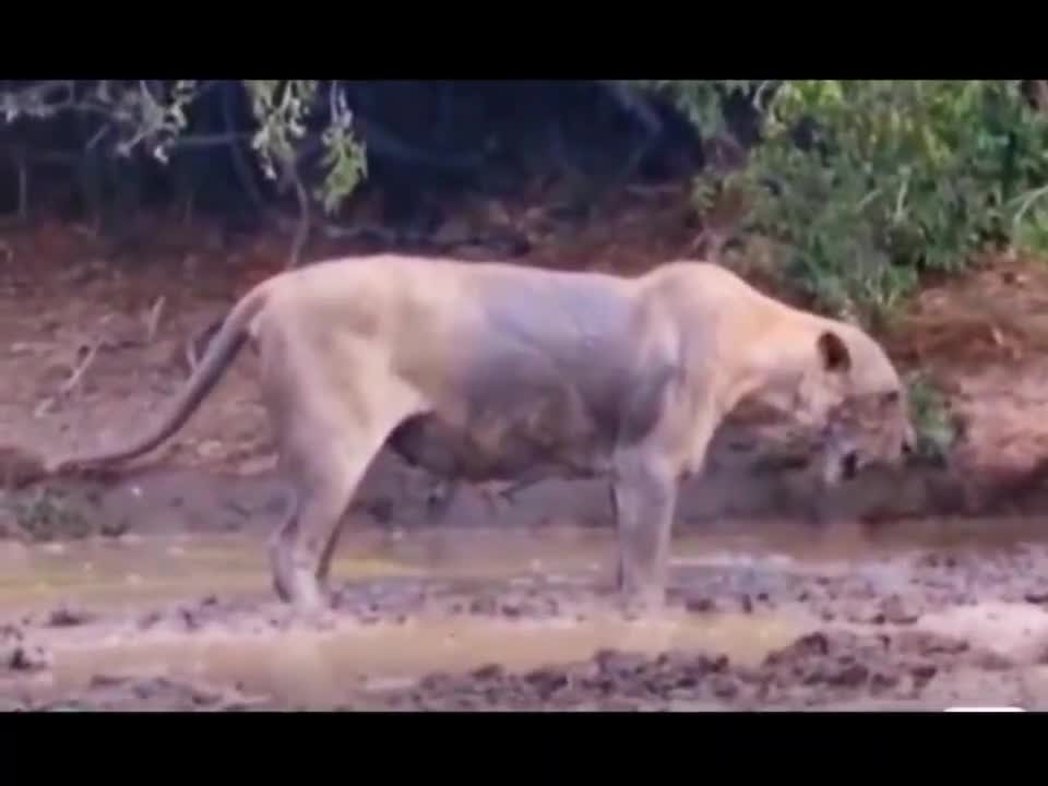 What's wrong with the lion? There was a sudden surge of wind