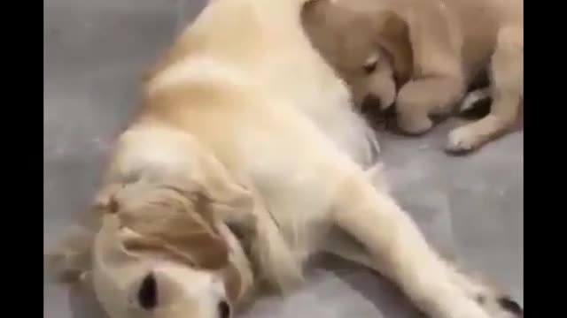 A loving dog father and son