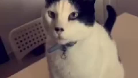 Cute Cat Gif