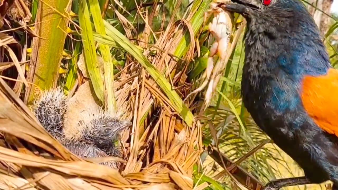 The baby bird ate several frogs one after another