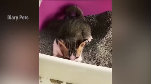 Funniest Animals 2024 New Funny Cats and Dogs Videos Part