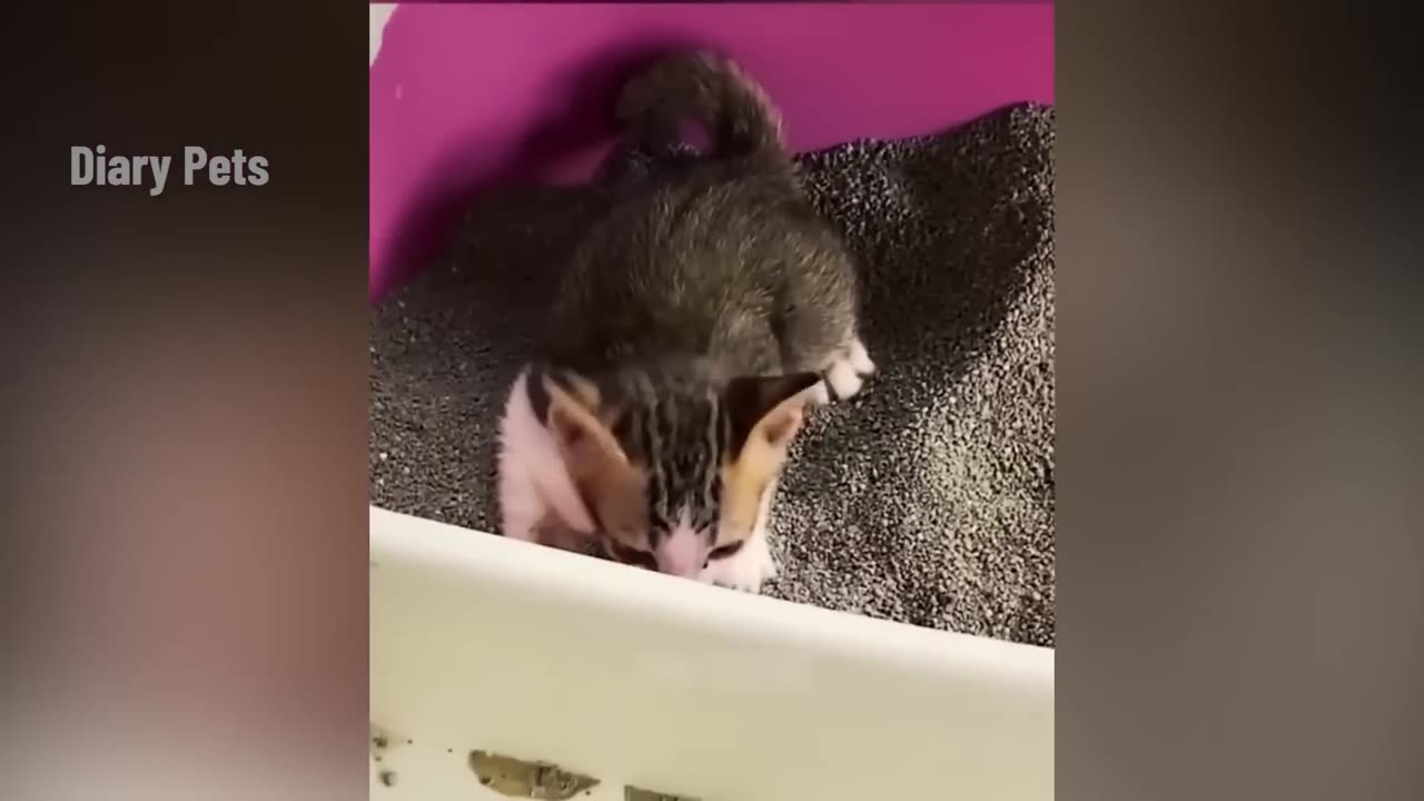Funniest Animals 2024 New Funny Cats and Dogs Videos Part