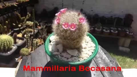 Mammillaria Bocasana