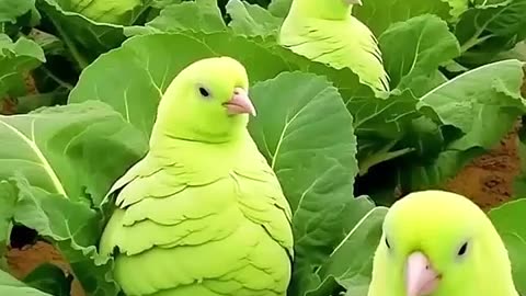 Amazing parrot video