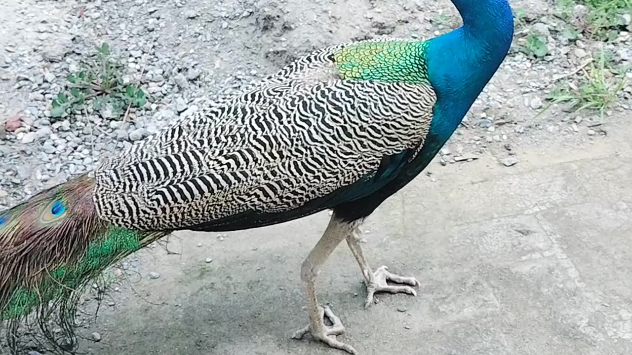 Peacock 🦚 over view