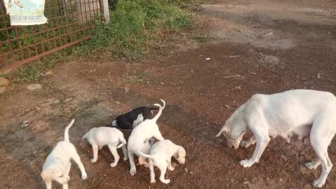 Dog family with puppy play