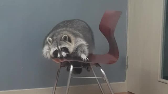 Raccoon humorously attempts to climb onto chair