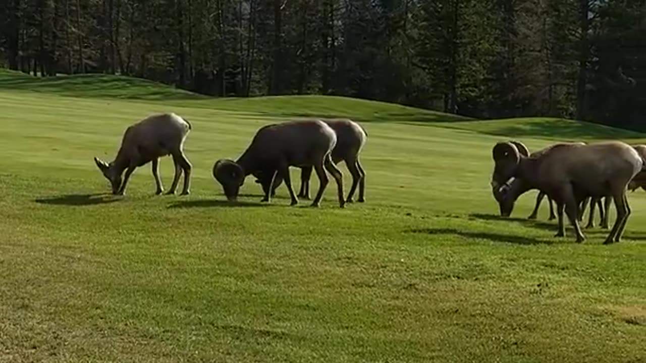 Big Horn Sheep Rams golfing in Radium, BC