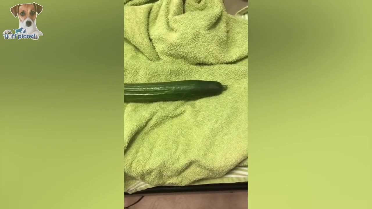 cucumber scare the life out of cats!!!