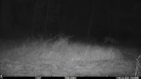 Wide buck August