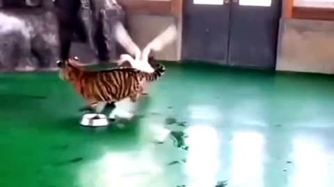 Funny Tiger
